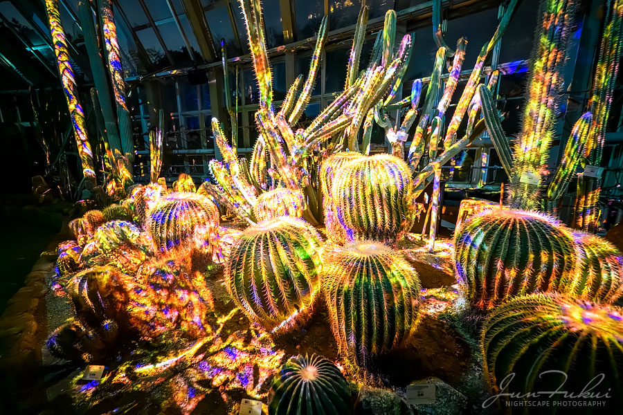 京都府立植物園 ナイトスケープ