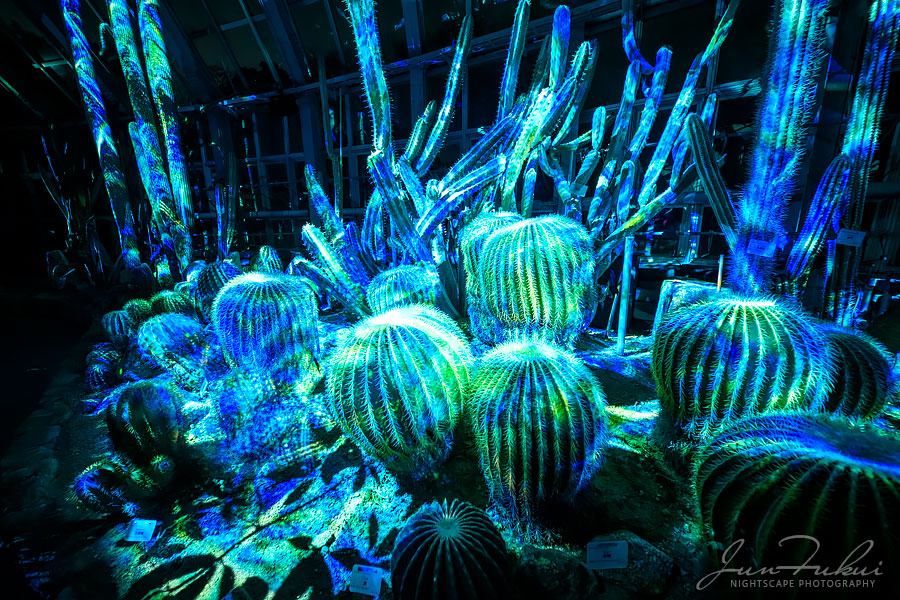 京都府立植物園 ナイトスケープ