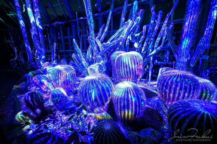 京都府立植物園 ナイトスケープ