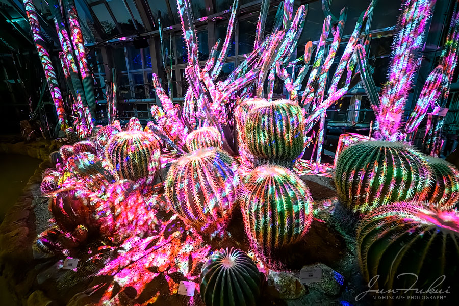 京都府立植物園 ナイトスケープ