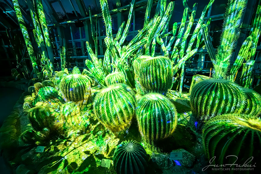 京都府立植物園 ナイトスケープ