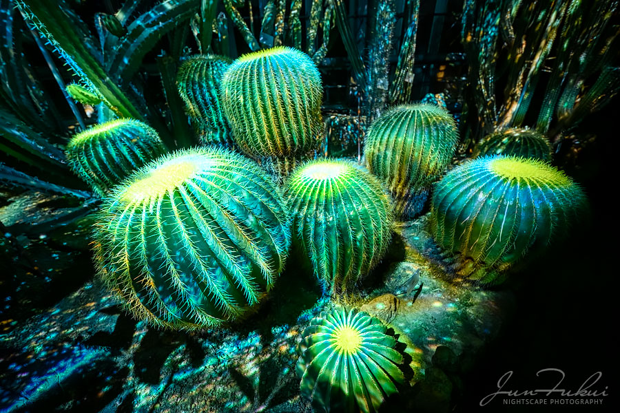 京都府立植物園 ナイトスケープ
