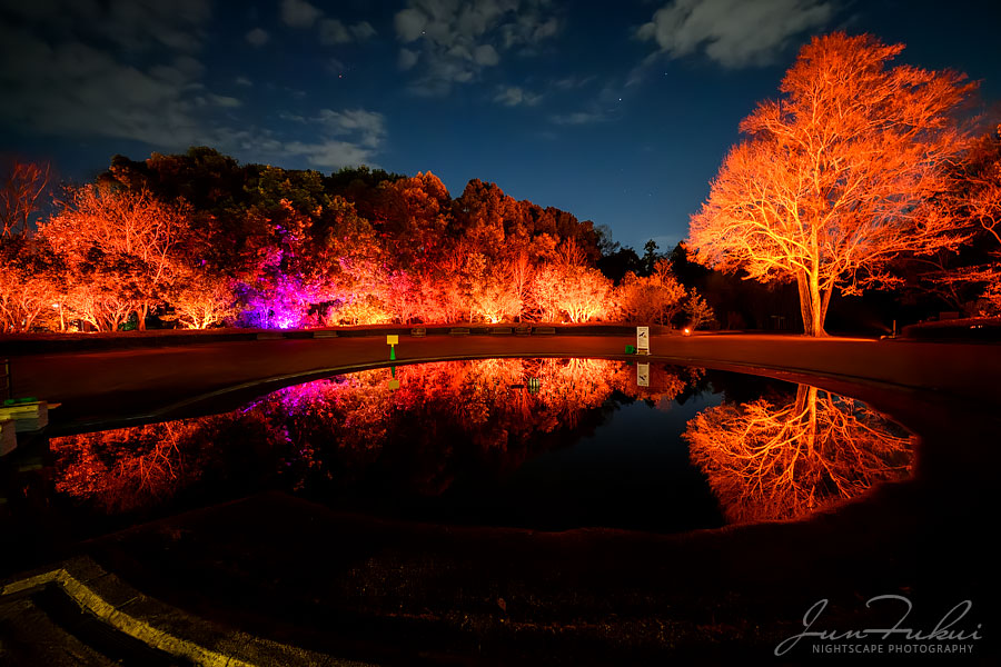 京都府立植物園 ナイトスケープ