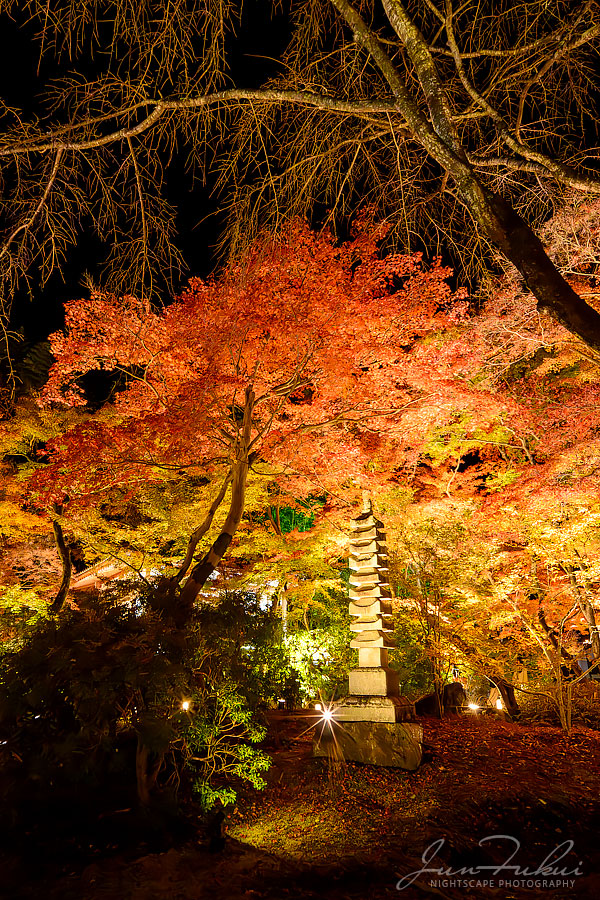 宝厳院 ナイトスケープ