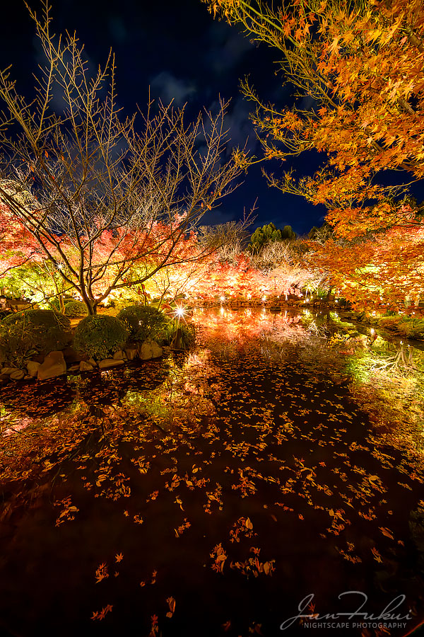 東寺 ナイトスケープ